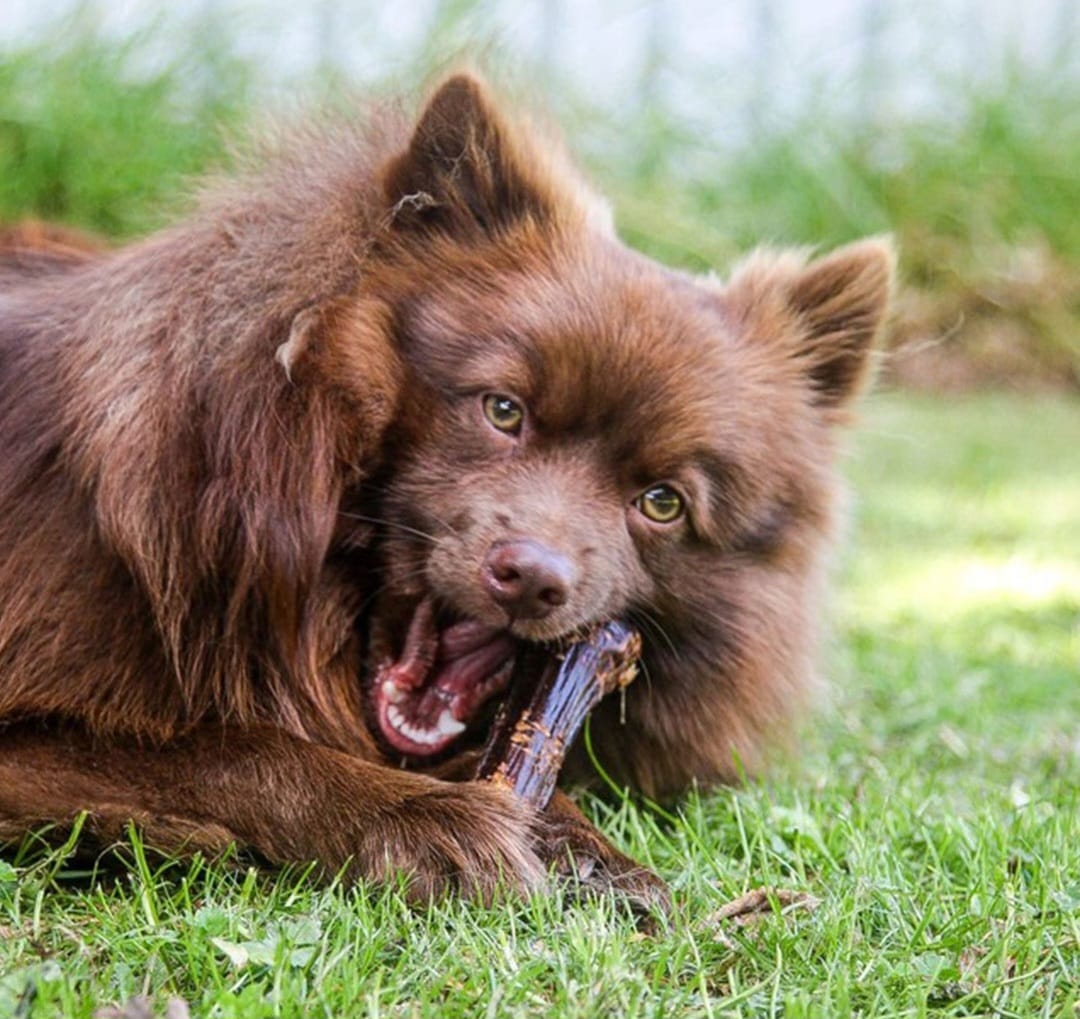 Ziwi Peak Full Venison Shank Bone Chews for Dogs