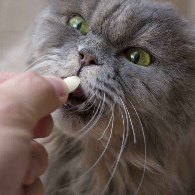 Cat Dewormer Tablets