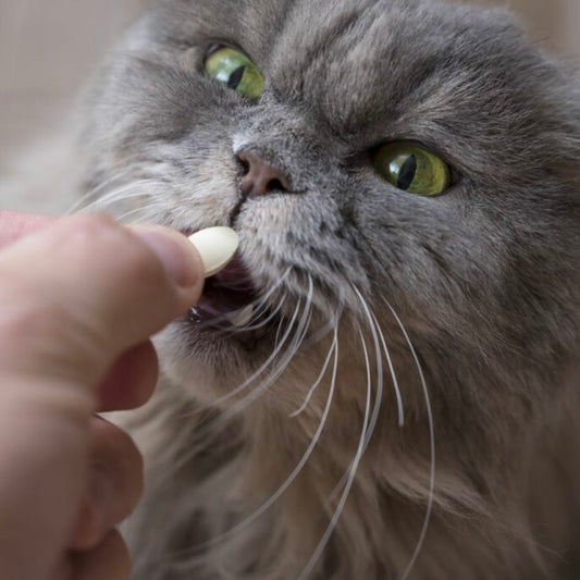 Cat Dewormer Tablets