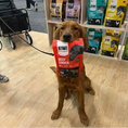 Load image into Gallery viewer, Grass Fed Beef Dinner Raw Freeze Dried Dog Food