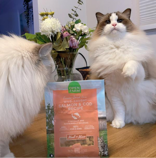 Salmon & Cod Recipe Freeze Dried Raw Morsels for Cats
