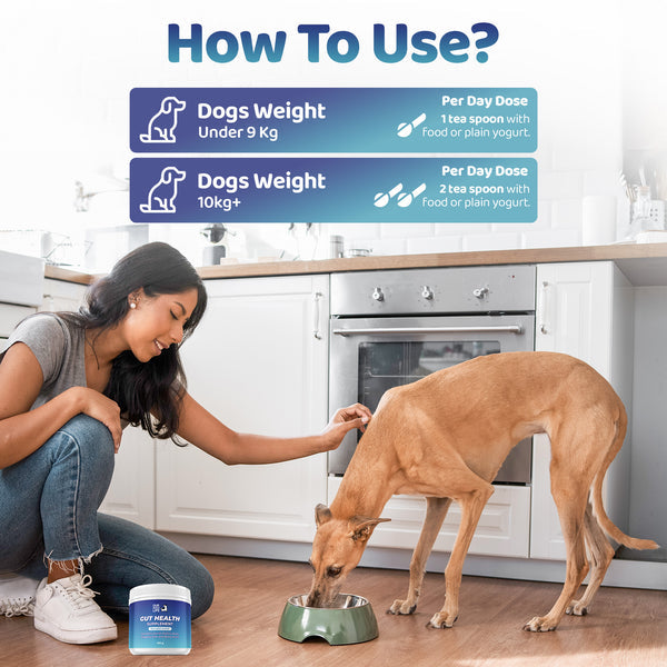 Gut Health Powder Supplement for Dogs