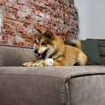 Load image into Gallery viewer, Harper Toy for Dogs
