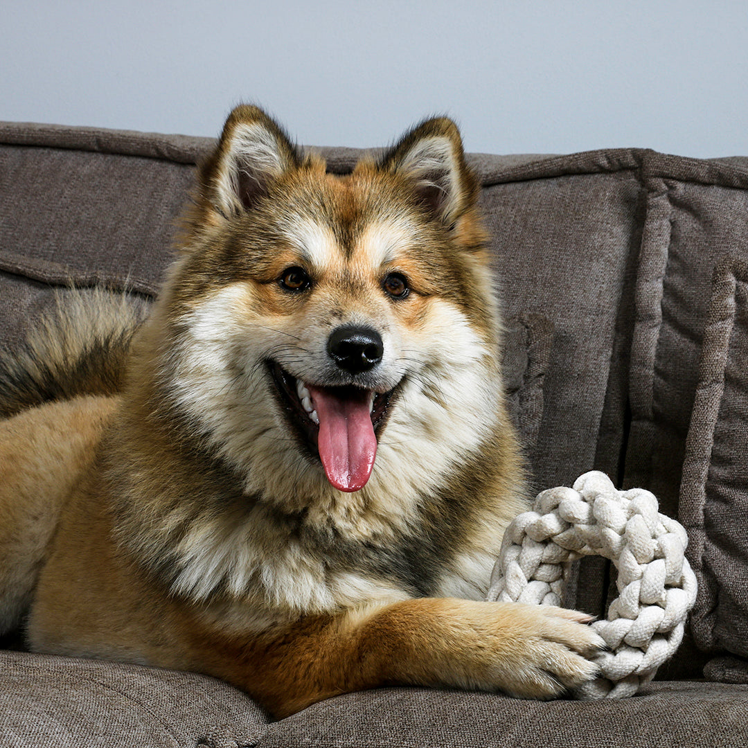 Ben Braided Ring Toy for Dogs