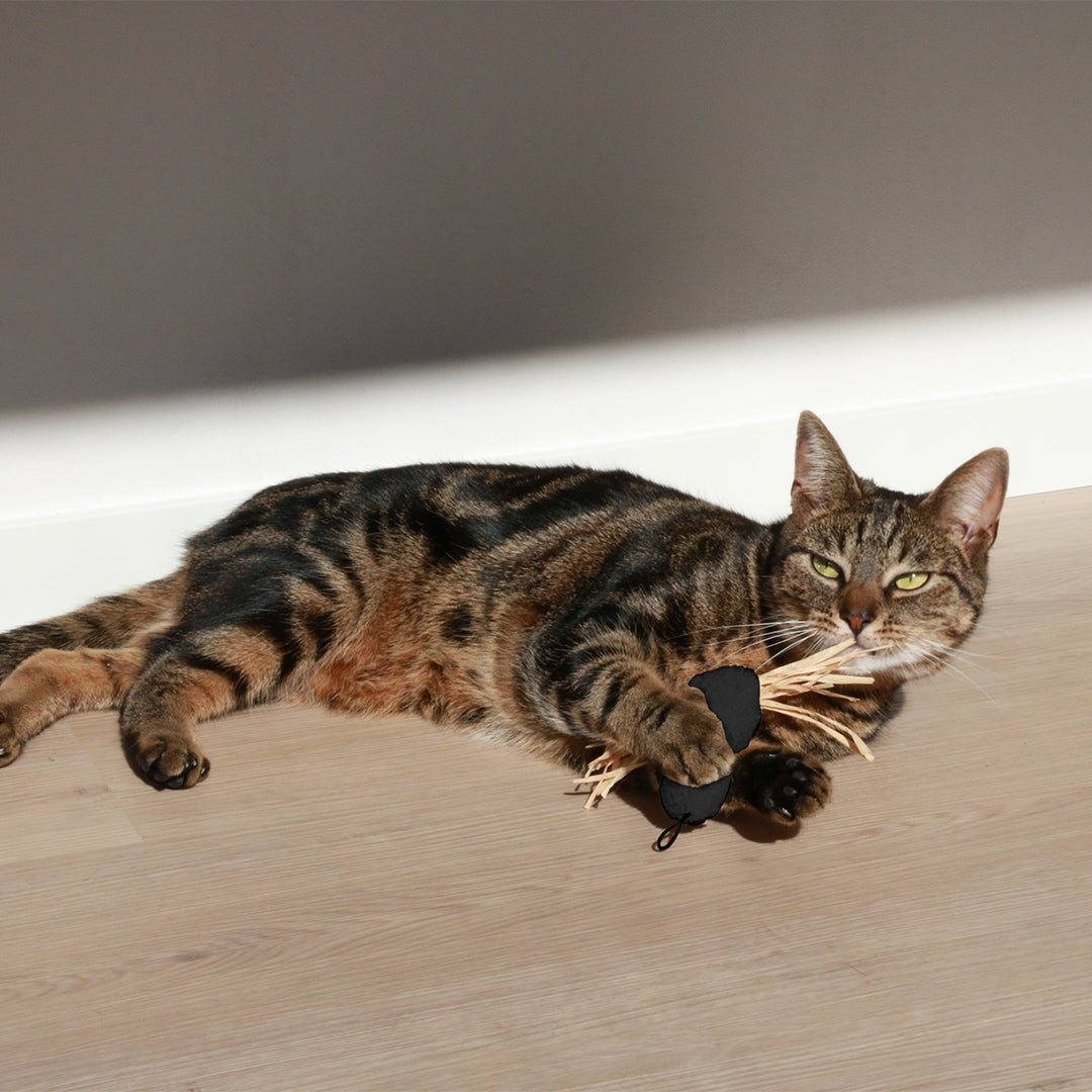 I Love Happy Cat Jave Spider Toy