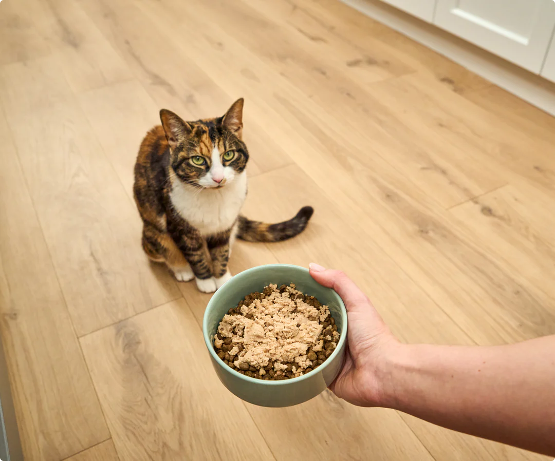 Arctic Char Meal Topper for Cats