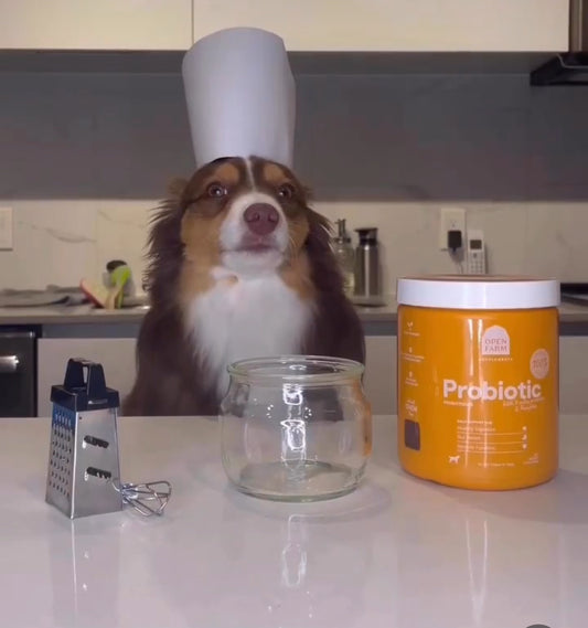 Probiotic Chews Supplement for Dogs