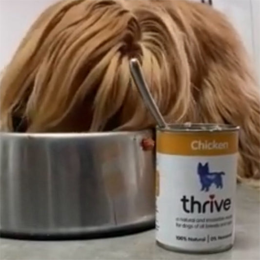 Chicken Wet Dog Food