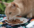 تحميل الصورة في عارض المعرض, Kiwi Kitchens Nz Mackerel & Lamb Dinner Canned Wet Cat Food