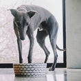 Load image into Gallery viewer, Save the Waves Bamboo Printed Dog Bowl