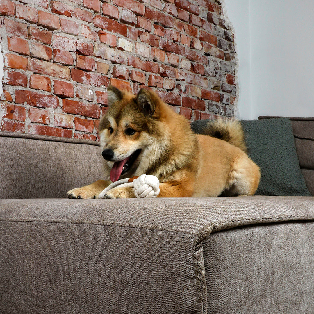 Harper Toy for 
Dogs