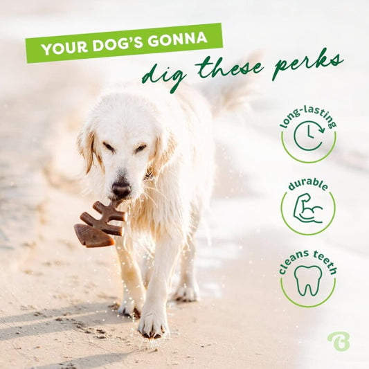 Dental Chew Fishbone Jack Salmon
