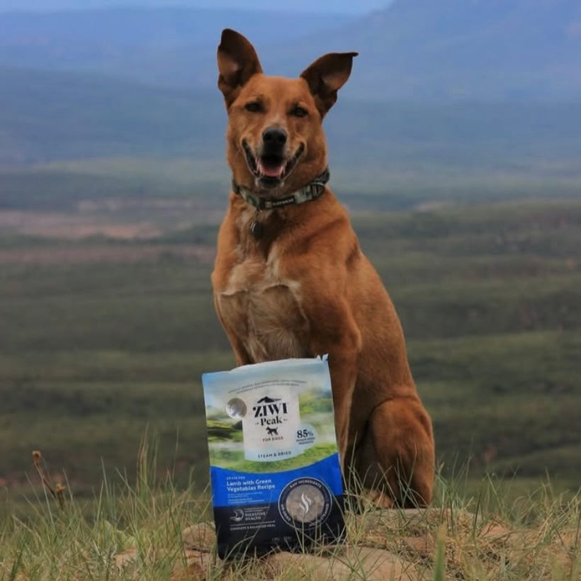 Steam & Dried Lamb Recipe Dry Dog Food