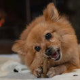 Load image into Gallery viewer, Occupy Antler Natural Dental Chews For Dogs