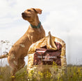 تحميل الصورة في عارض المعرض, Essential The Beginning Large Breed