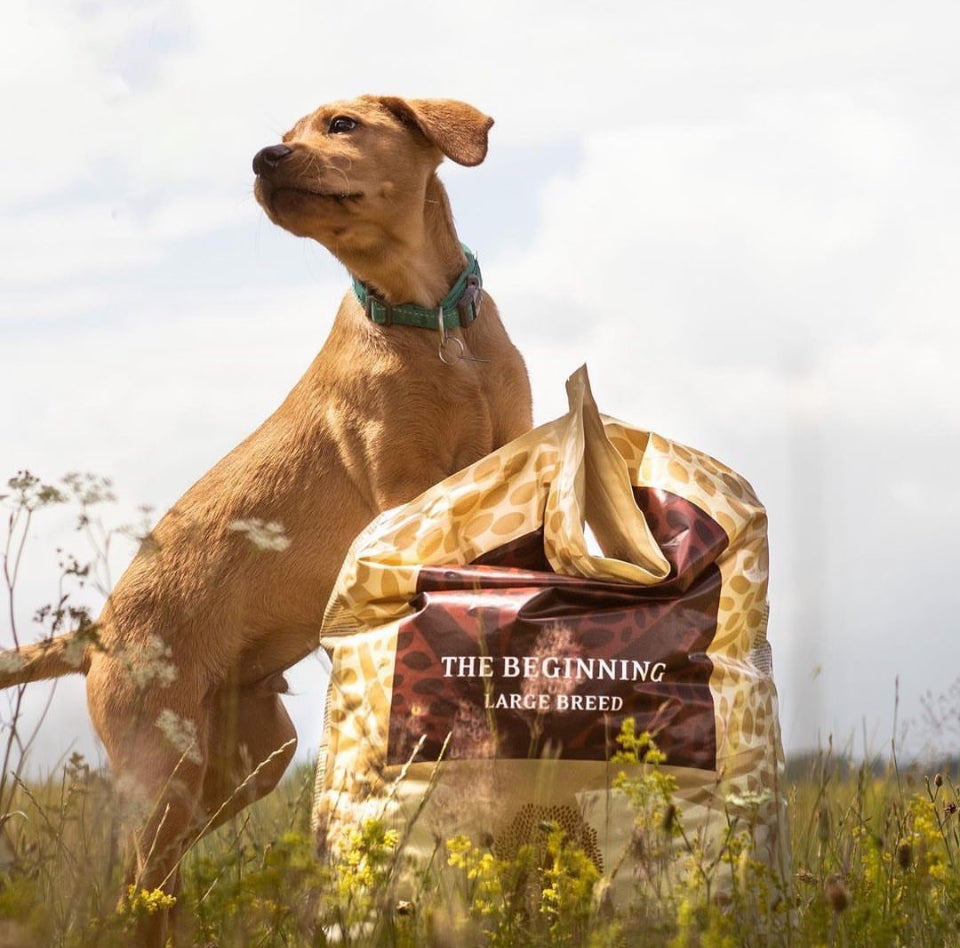 Essential The Beginning Large Breed