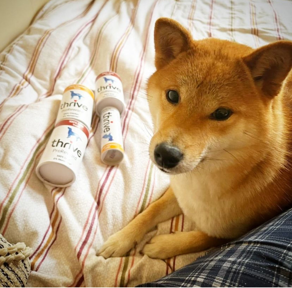 Thrive Dog Complete - Chicken Treats
