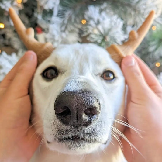 Occupy Antler Natural Dental Chews for Dogs