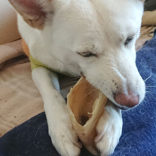 Dog enjoying Zeal Sheep Ears Treats for Dogs