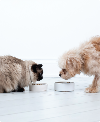 Harvest Chicken Bone Broth Meal Topper for Dogs & Cats