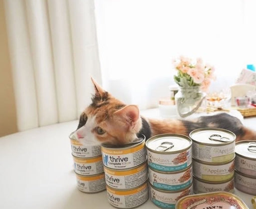 Chicken Breast Complete Wet Kitten Food