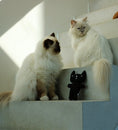 Load image into Gallery viewer, I Love Happy Cats Zeno Refillable Cat Kicking Cushion Cat Toy