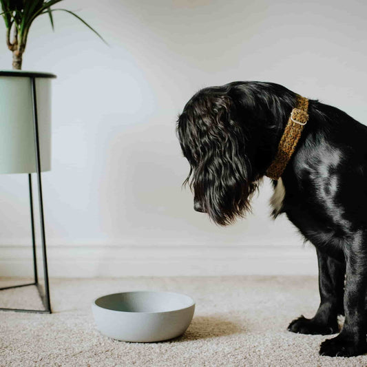 BAMBOO - Stylish Dog Bowl