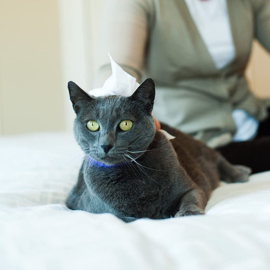 Earthbath Hypo-Allergenic Cat Grooming Wipes