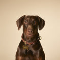 Load image into Gallery viewer, Ascot Dog Collar