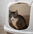 Load image into Gallery viewer, LOKI CLASSIC CAT TOILET