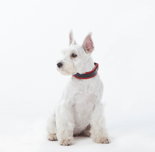 Oxygen Leather Dog Collar