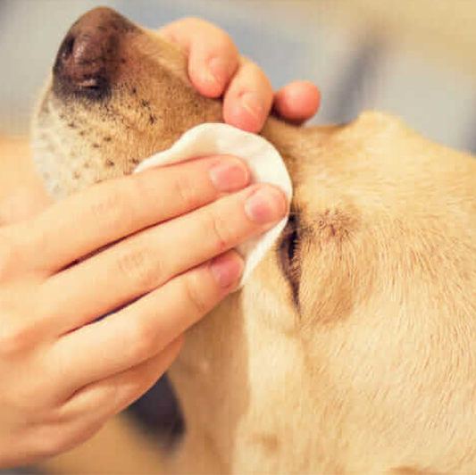 Clean Eye Round Pads