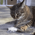 Load image into Gallery viewer, Happynip Zebra Toy