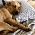 Load image into Gallery viewer, Flea and Tick Home & Bedding Spray