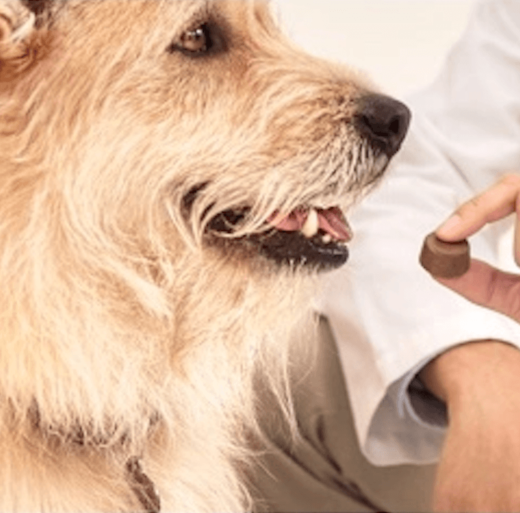 Oral Chewable Tablet For Extra Large Dogs (40-56kg)
