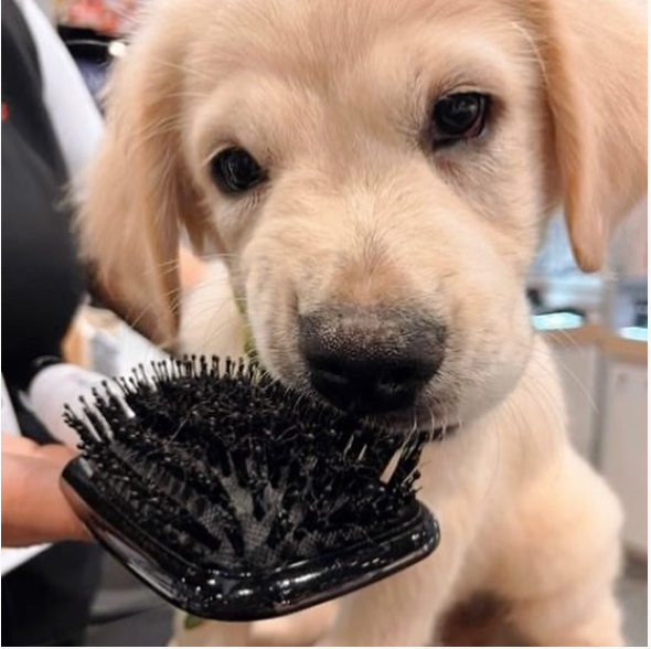 Bristle Paddle Dog Brush