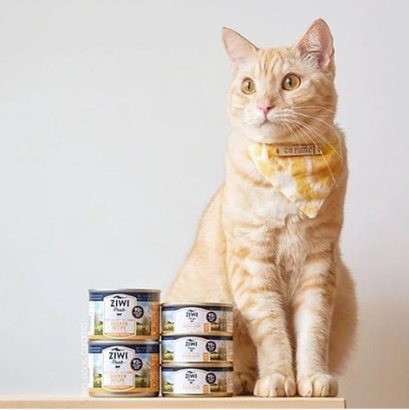 Cat enjoying a meal of ZIWIPEAK Wet Free-Range Chicken."