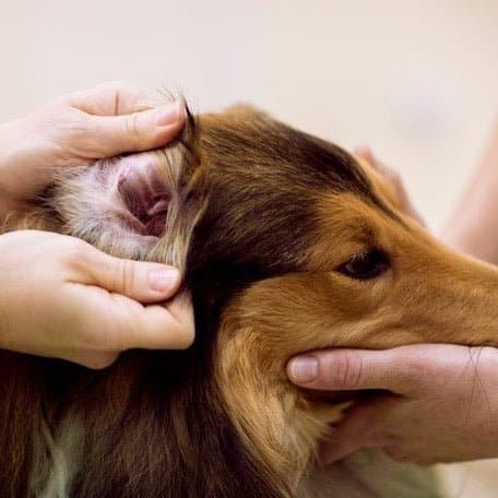 OTOSTAN Treatment for Ear Mites