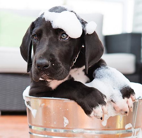 Puppy Shampoo Bar
