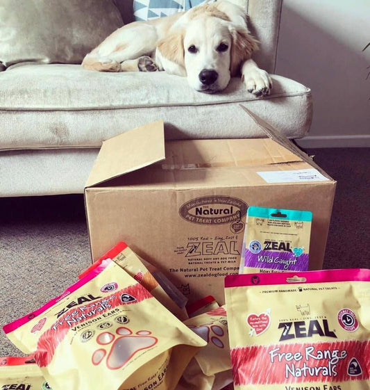 Dog enjoying ZEAL hoki fish skins treats