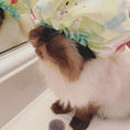 تحميل الصورة في عارض المعرض, Earthbath Waterless Grooming Foam - For Cats & Kittens