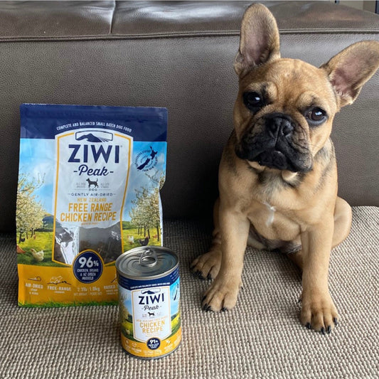 "Dog happily eating ZIWIPEAK Wet Free-Range Chicken meal."