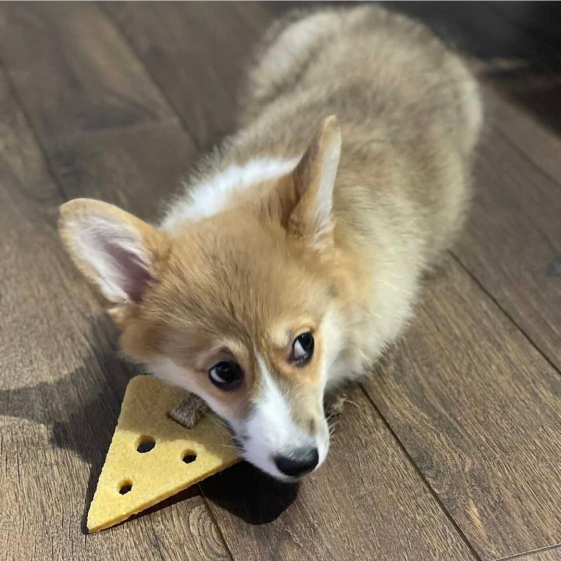 Gum Gum Dog Chew Toy (Cheese)