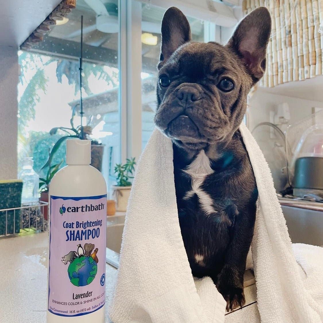 Earthbath Coat Brightening Shampoo - Lavender