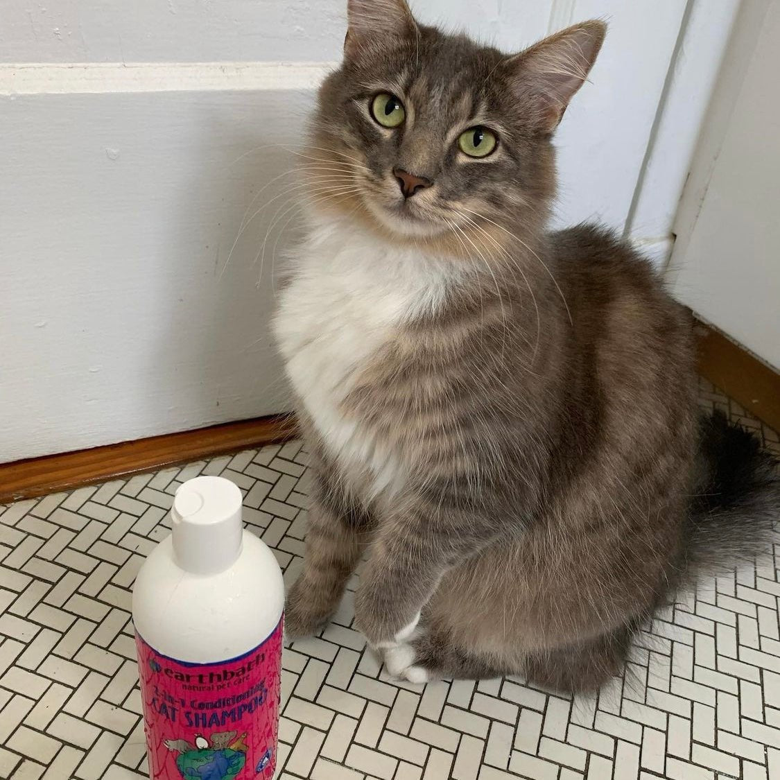 Earthbath 2-in-1 Conditioning Cat Shampoo - Light Wild Cherry