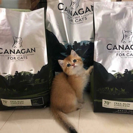 Canagan Scottish Salmon For Cats