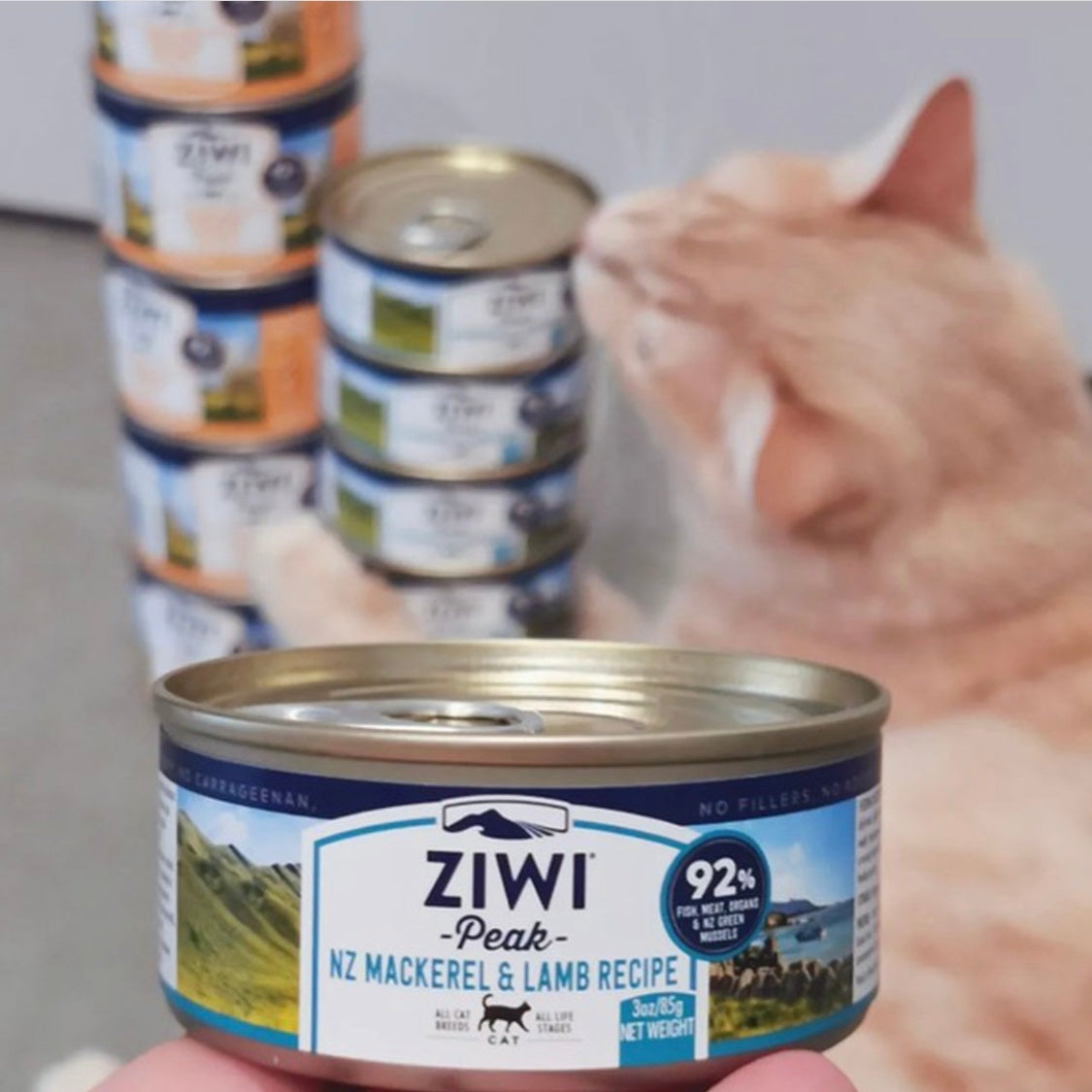 Happy cat enjoying the Wet Mackerel & Lamb Recipe.