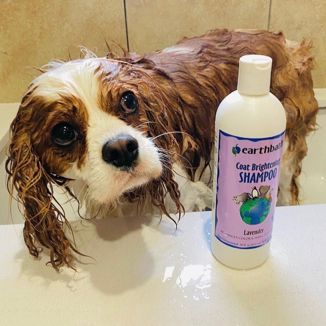 Earthbath Coat Brightening Shampoo - Lavender