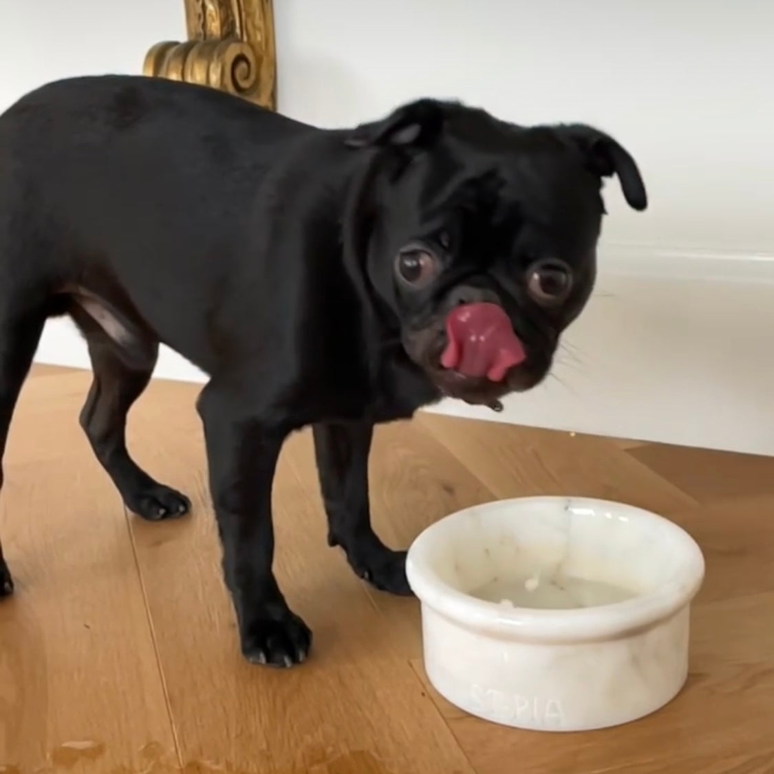 Marbowl Feeding Bowl