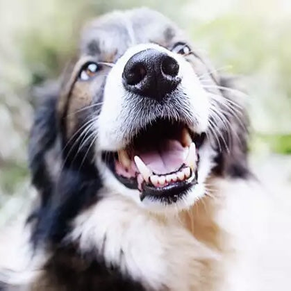 Fresh Breath Oral Rinse For Dogs And Cats